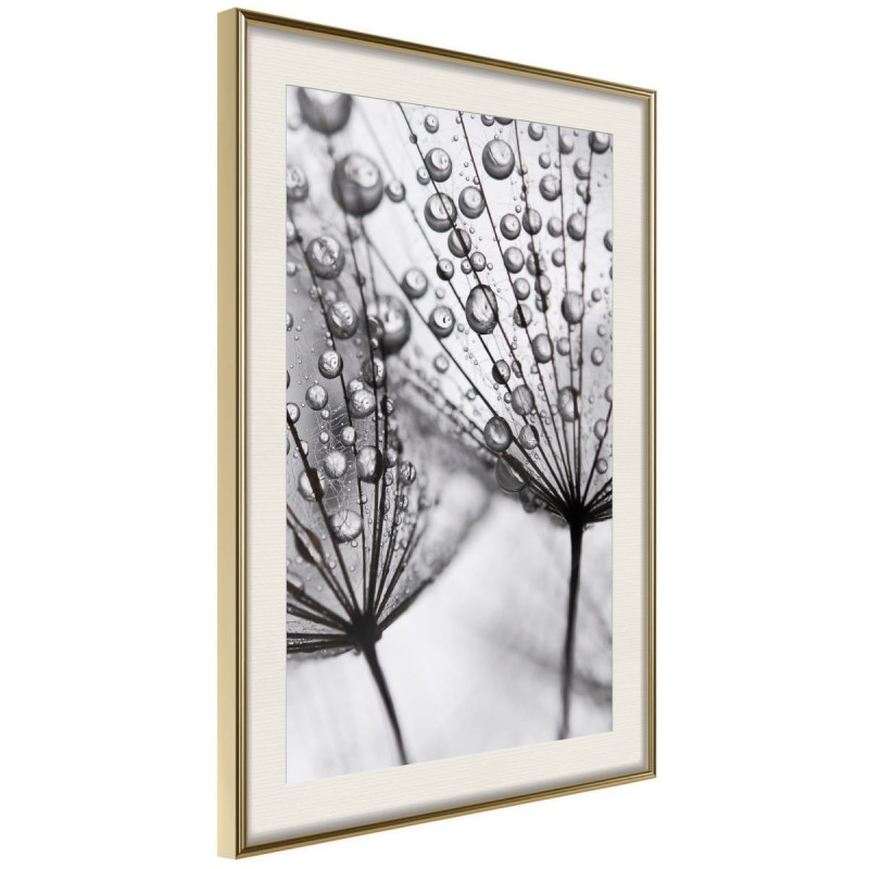 Plakat - Rosa w skali makro