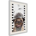 Plakat - Przebrany mops