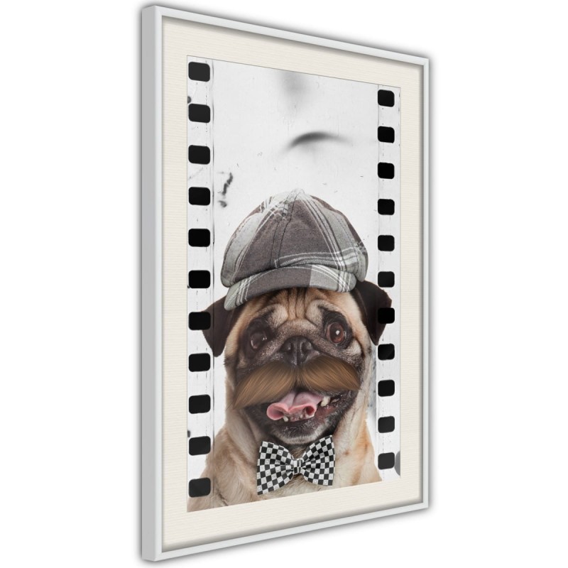 Plakat - Przebrany mops