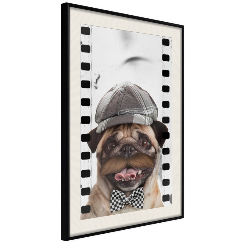 Plakat - Przebrany mops
