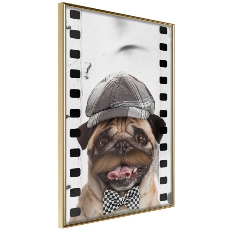 Plakat - Przebrany mops