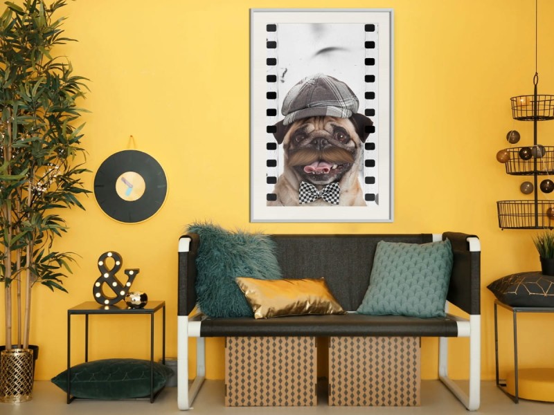 Plakat - Przebrany mops