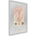 Plakat - Wodorost