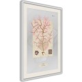 Plakat - Wodorost