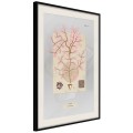 Plakat - Wodorost