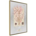 Plakat - Wodorost