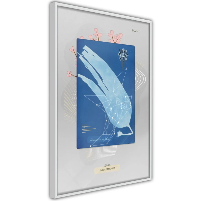 Plakat - Cyjanotyp algi