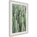 Plakat - Plantacja kaktusów
