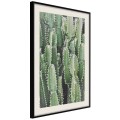 Plakat - Plantacja kaktusów