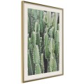 Plakat - Plantacja kaktusów