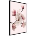 Plakat - Kwitnące magnolie I