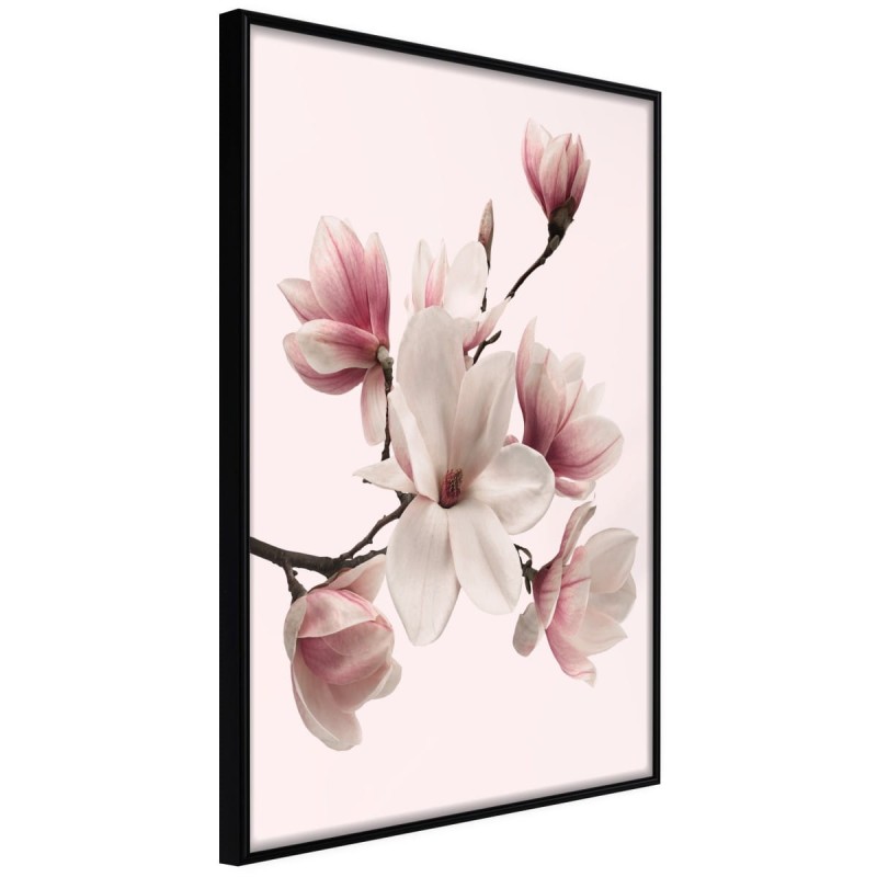 Plakat - Kwitnące magnolie I