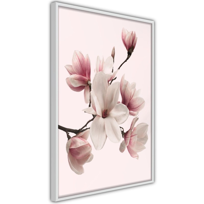 Plakat - Kwitnące magnolie I