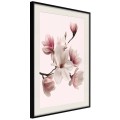 Plakat - Kwitnące magnolie I