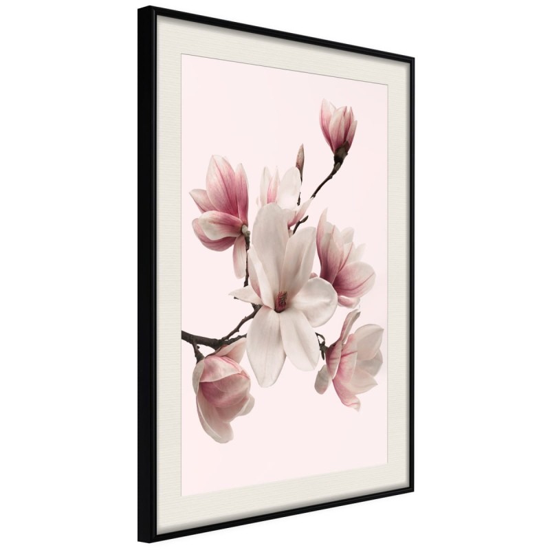 Plakat - Kwitnące magnolie I
