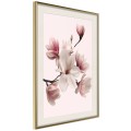 Plakat - Kwitnące magnolie I