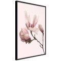 Plakat - Kwitnące magnolie II