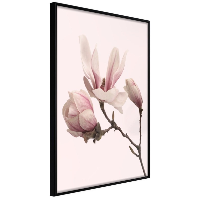 Plakat - Kwitnące magnolie II