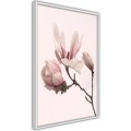 Plakat - Kwitnące magnolie II