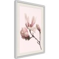 Plakat - Kwitnące magnolie II