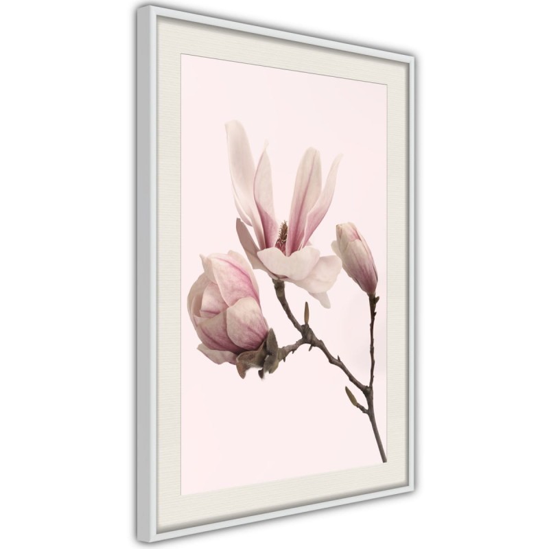 Plakat - Kwitnące magnolie II