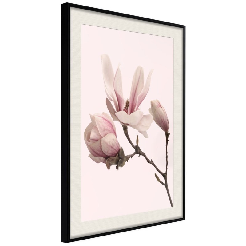 Plakat - Kwitnące magnolie II