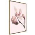Plakat - Kwitnące magnolie II