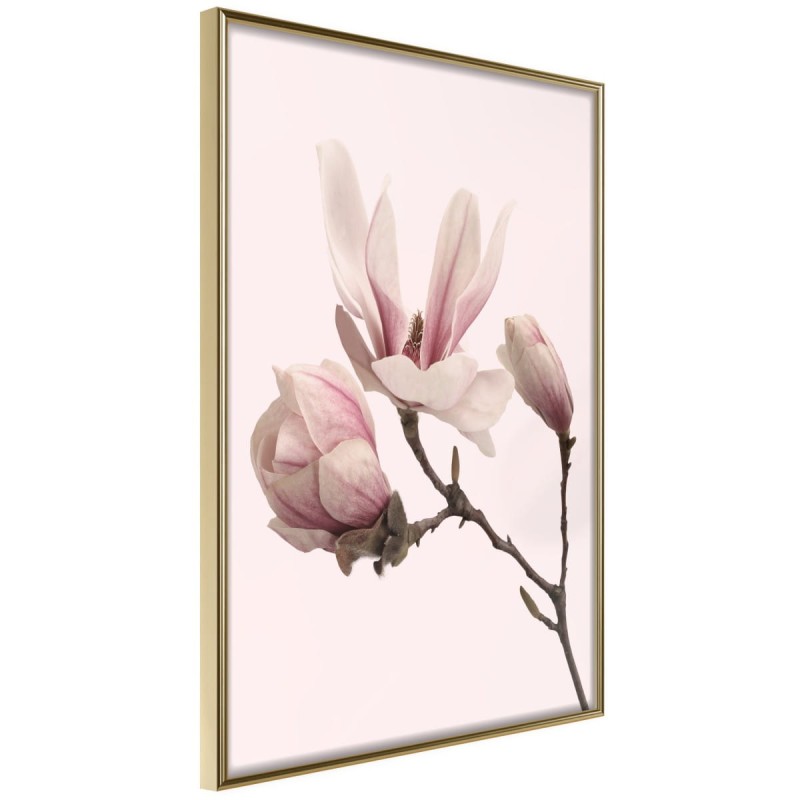 Plakat - Kwitnące magnolie II