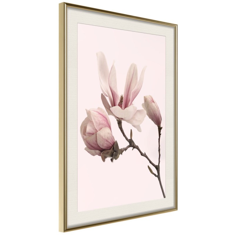 Plakat - Kwitnące magnolie II