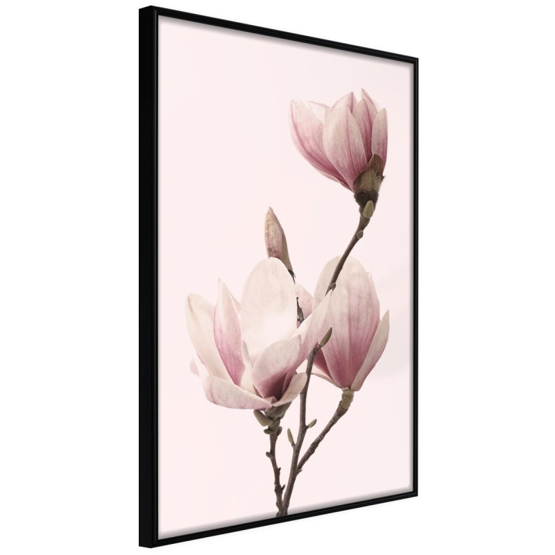 Plakat - Kwitnące magnolie III
