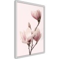 Plakat - Kwitnące magnolie III