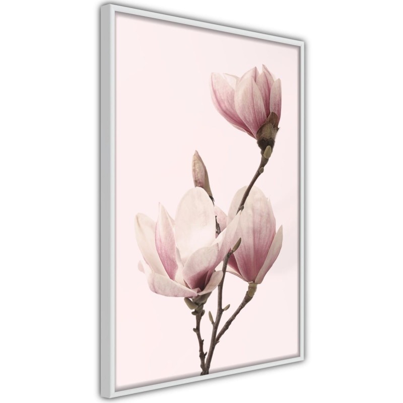 Plakat - Kwitnące magnolie III