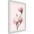 Plakat - Kwitnące magnolie III