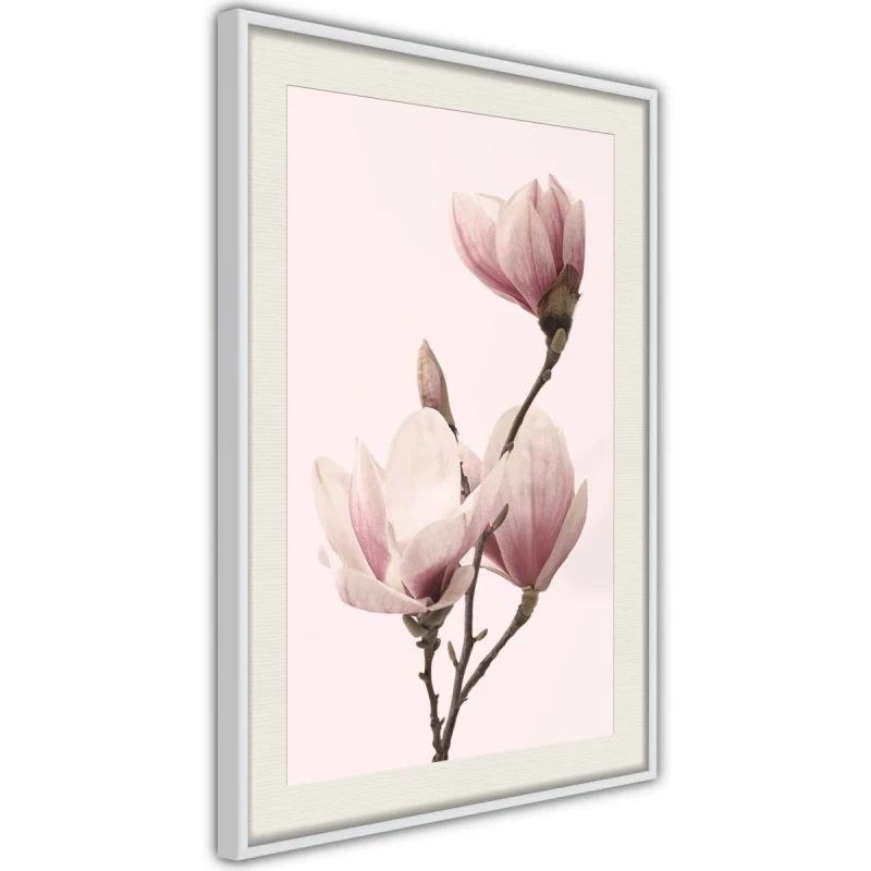 Plakat - Kwitnące magnolie III