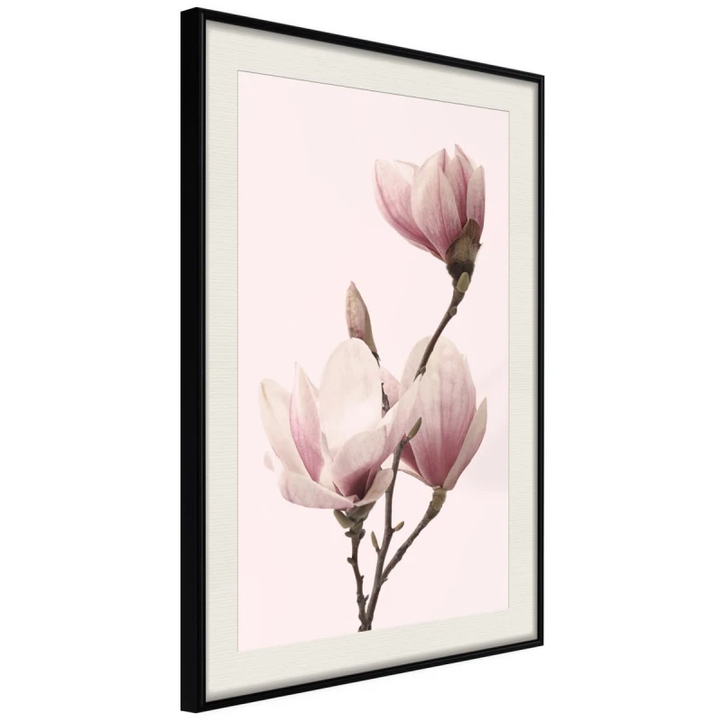 Plakat - Kwitnące magnolie III