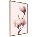 Plakat - Kwitnące magnolie III