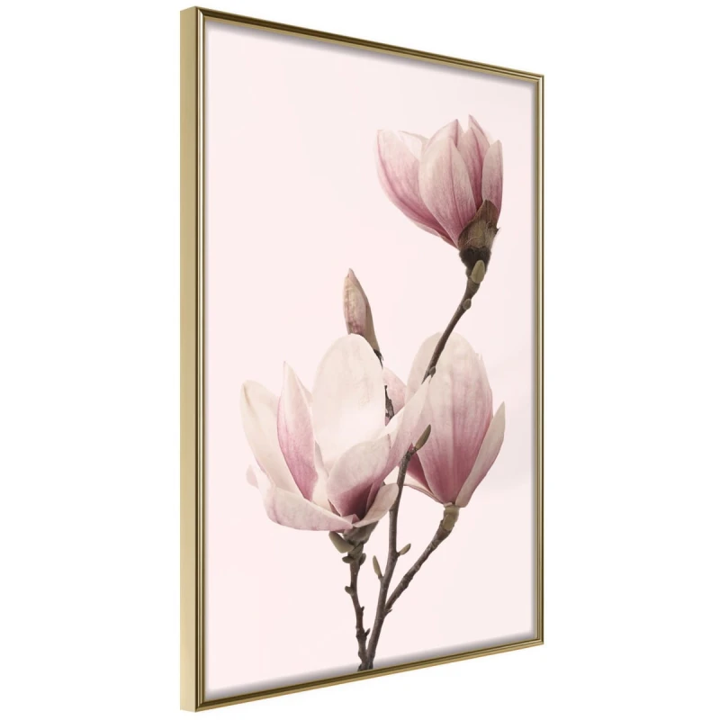 Plakat - Kwitnące magnolie III