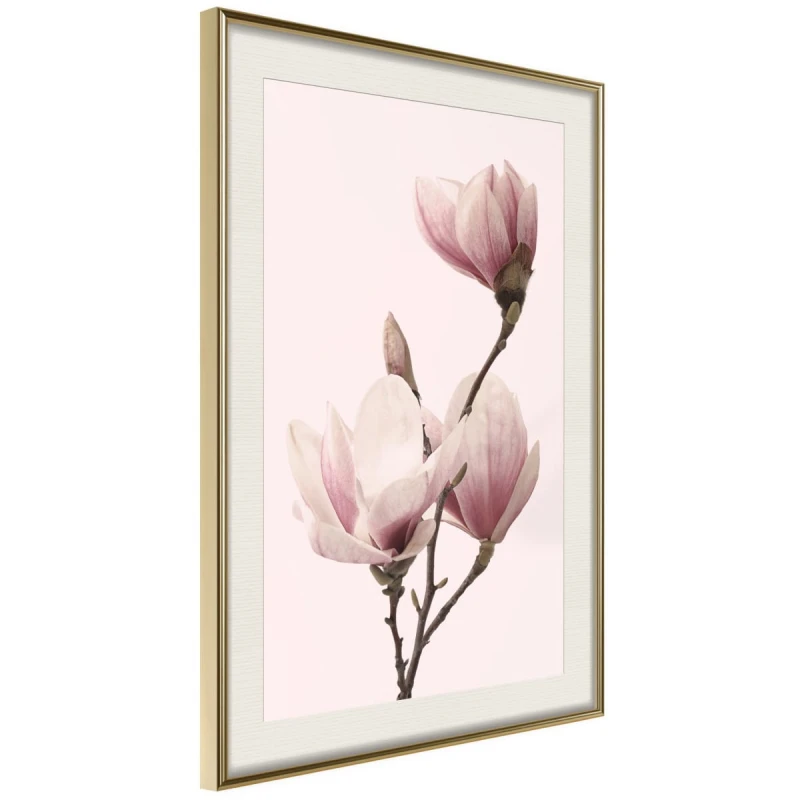 Plakat - Kwitnące magnolie III