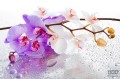Fototapeta FIOLETOWA ORCHIDEA 869