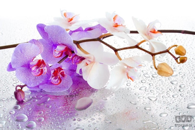 Fototapeta FIOLETOWA ORCHIDEA 869
