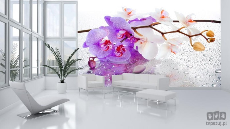 Fototapeta fioletowa i biała orchidea