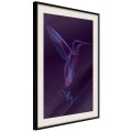 Plakat - Fluorescencyjny koliber