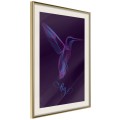Plakat - Fluorescencyjny koliber