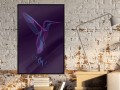 Plakat - Fluorescencyjny koliber