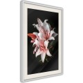 Plakat - Bladoróżowe lilie