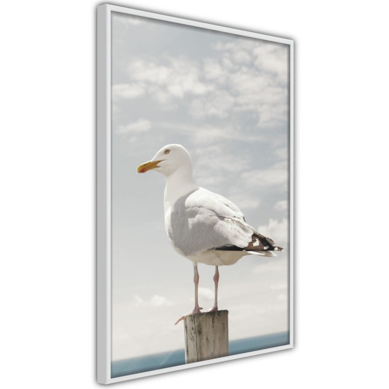 Plakat - Ciekawska mewa