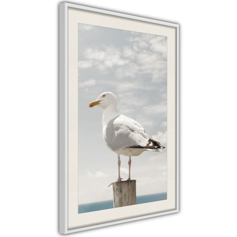 Plakat - Ciekawska mewa