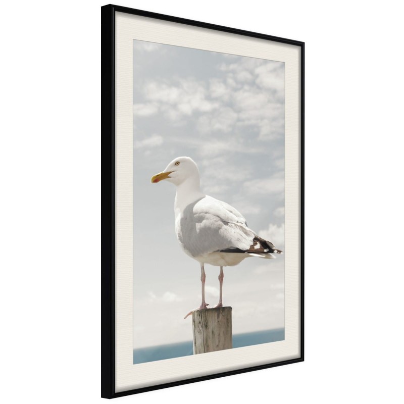 Plakat - Ciekawska mewa