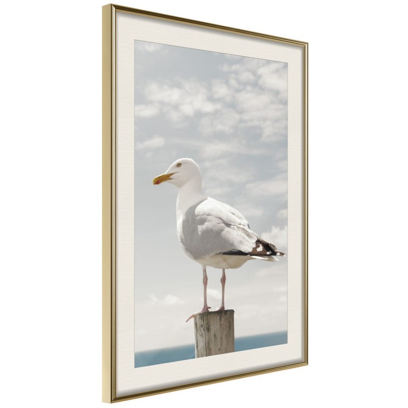 Plakat - Ciekawska mewa
