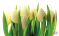Fototapeta BIAŁE TULIPANY 894